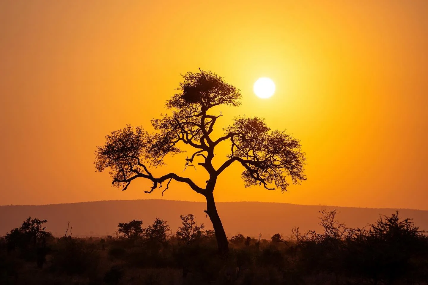 Sun Ripened &bull; 2023