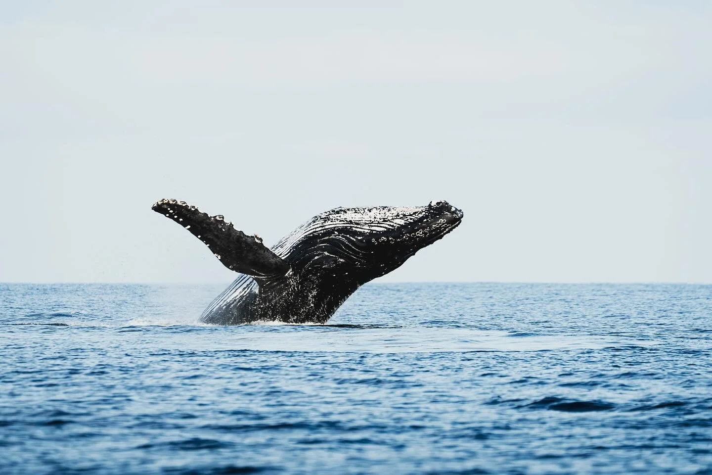 Splish Splash &bull; Humpback Whale, 2025