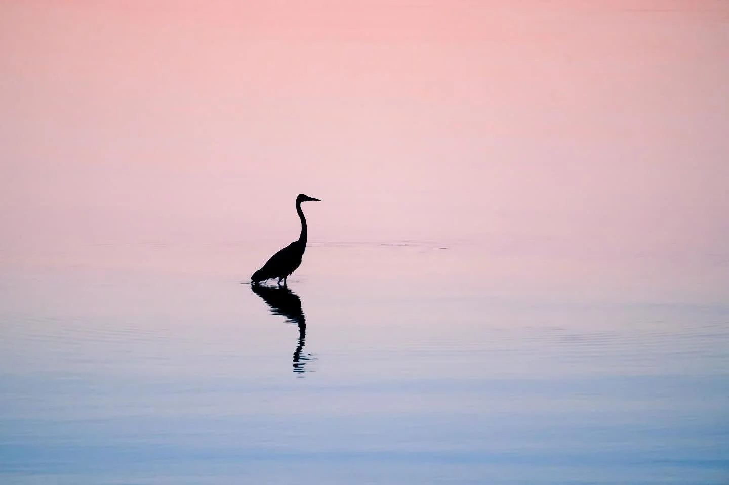 Heron in Hues of Pink and Blue &bull; Great Blue Heron, 2024