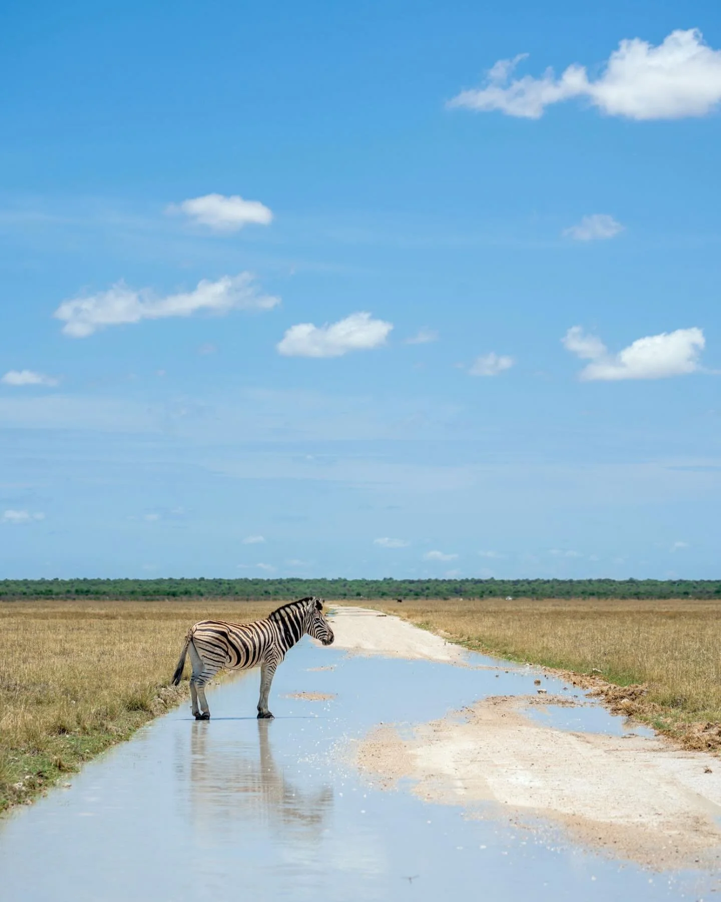 Clouds and Stripes &bull; Plains Zebra, 2023