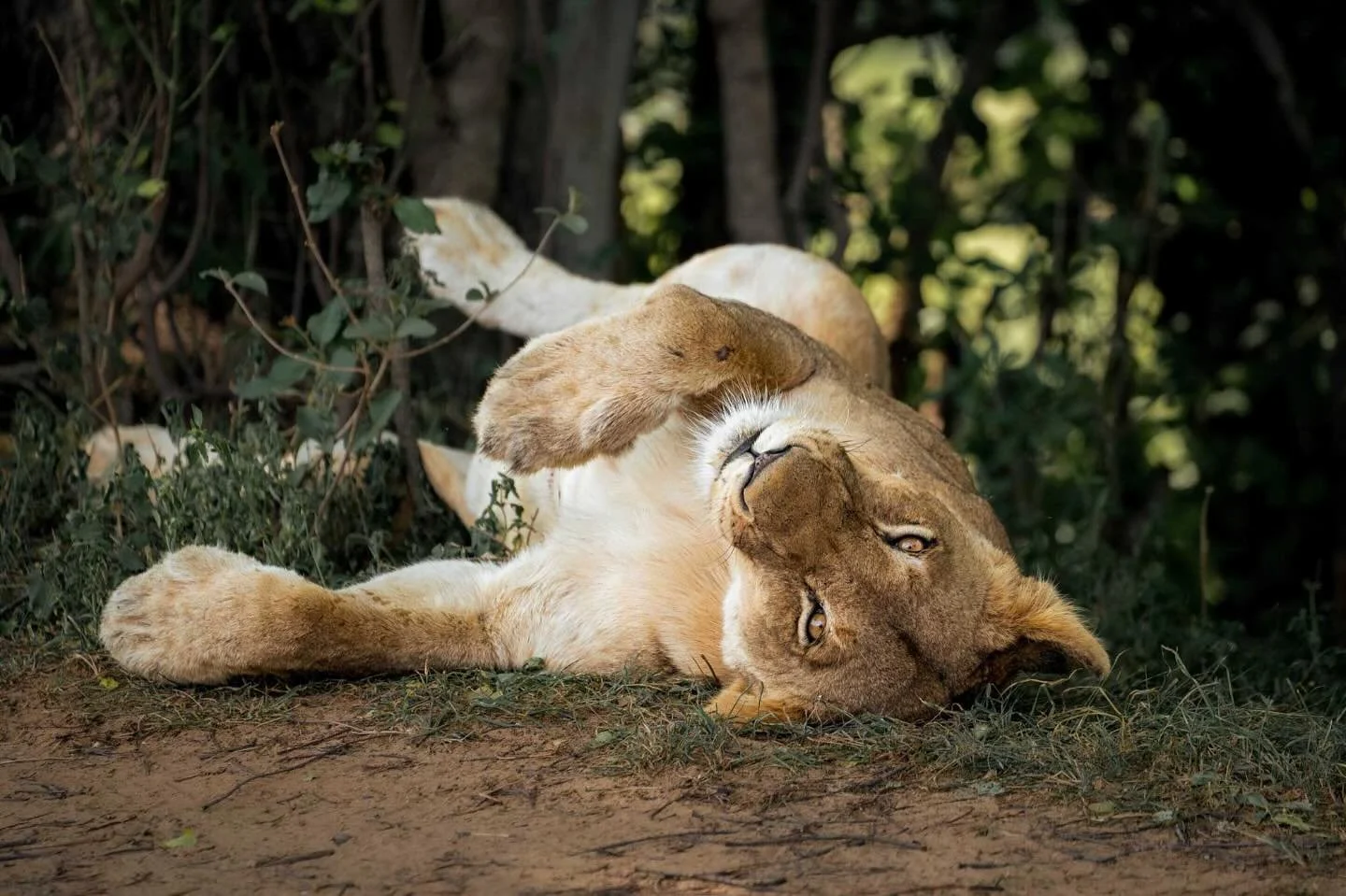 Playful Lioness &bull; 2023