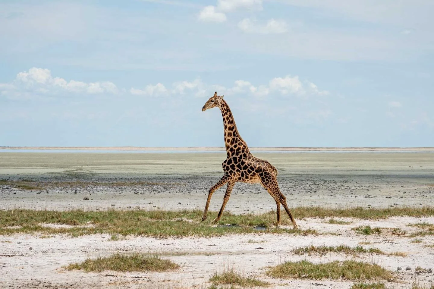 Leaping Giraffe &bull; 2023