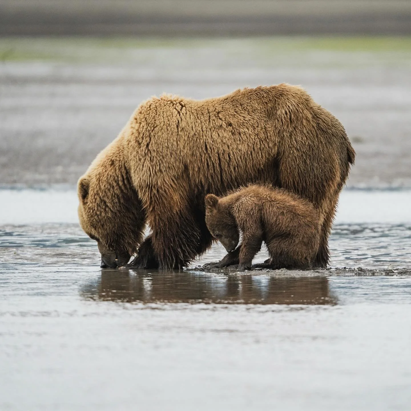 Clamming Lesson &bull; Alaskan Brown Bears, 2025

#wildplanet #wildlife_perfection #natgeowildlife #wildlifeonearth #wildlife_photography #instanaturefriends #nature_perfection #nature_captures #animalelite #instawildlife #earthcapture
