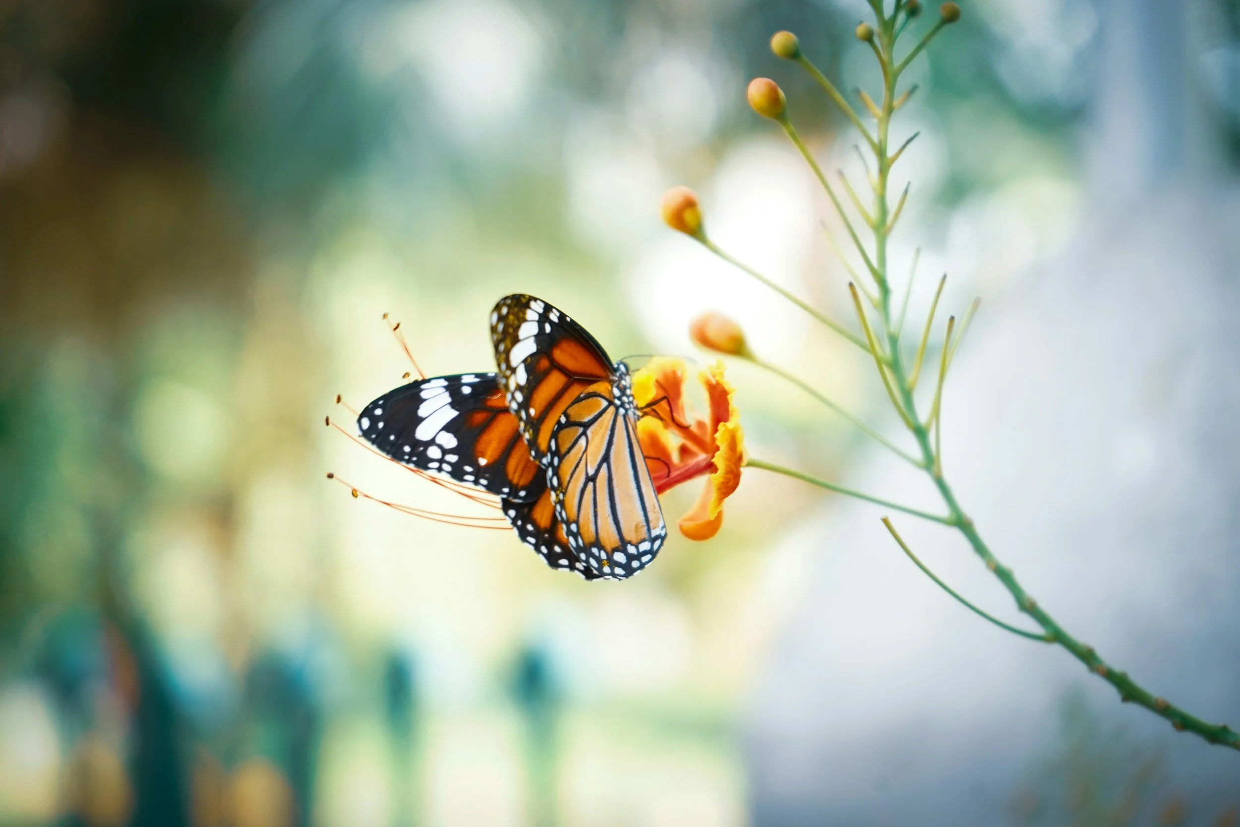 Butterfly symbolizing transformation, healing, growth, and the journey of breaking generational cycles