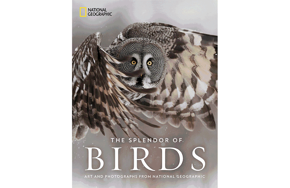 The Splendor of Birds