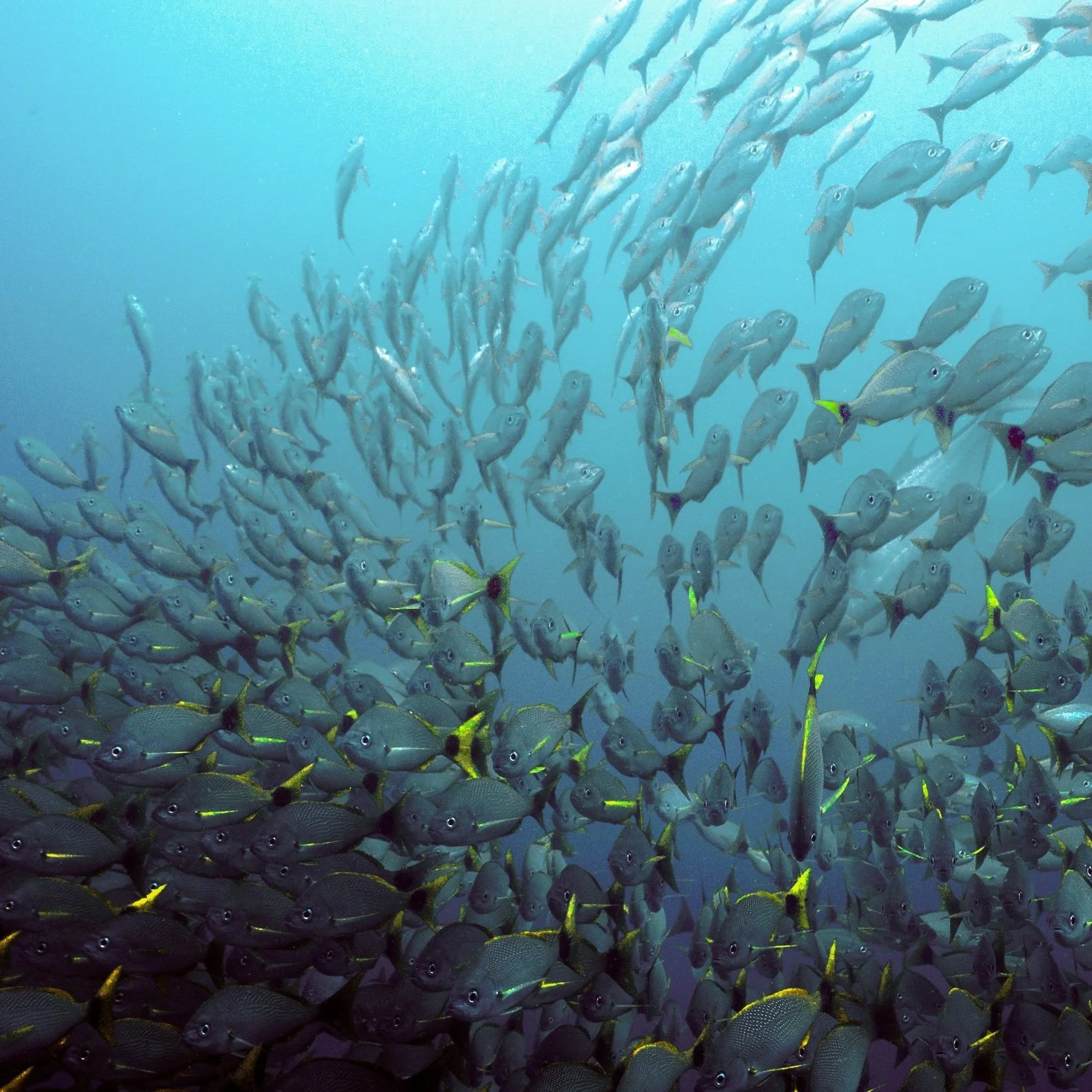 School of fish swimming underwater near coral reef.