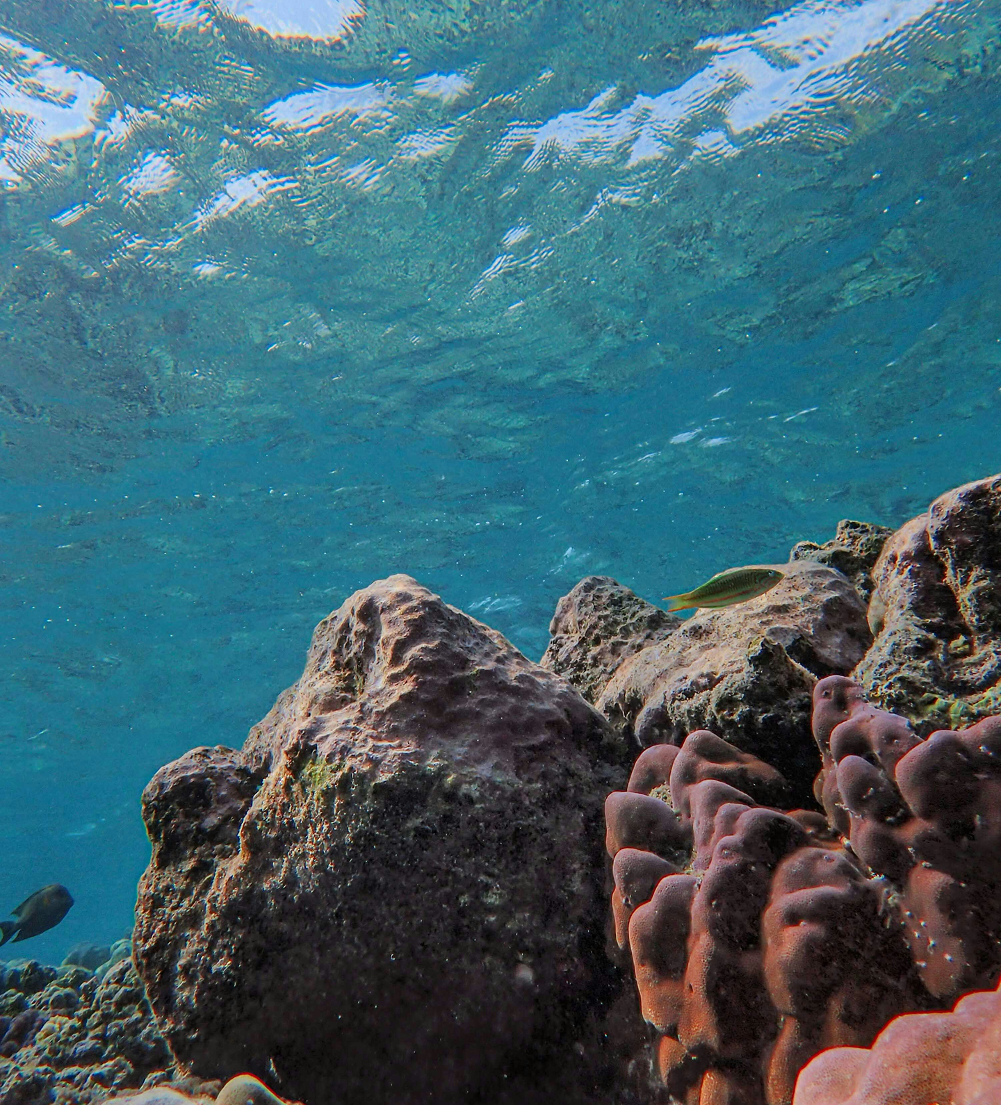 Underwater scene with rocks, coral, and fish swimming, with water surface visible at the top.