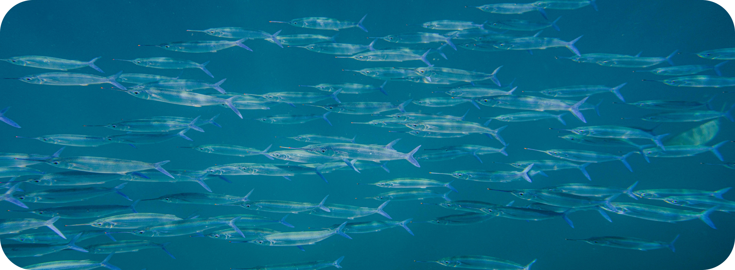 A school of small, translucent fish swimming in the ocean with a blue-green water background.