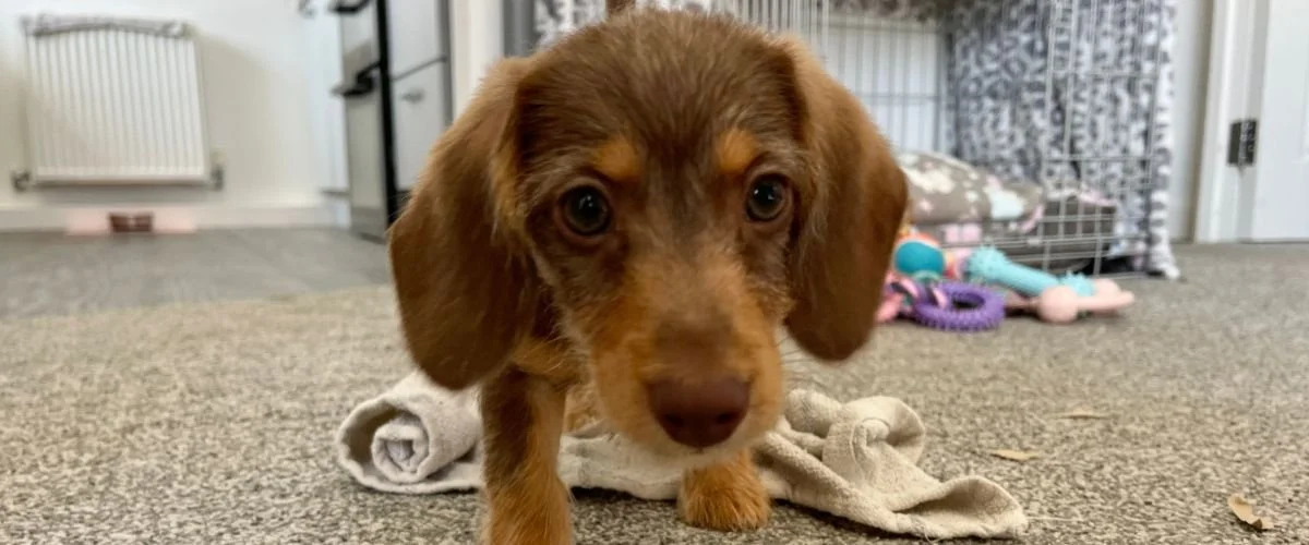 So you got a puppy - now what?