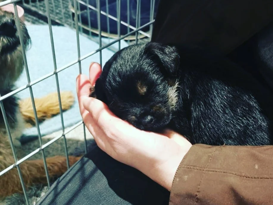 What to ask puppy breeders
