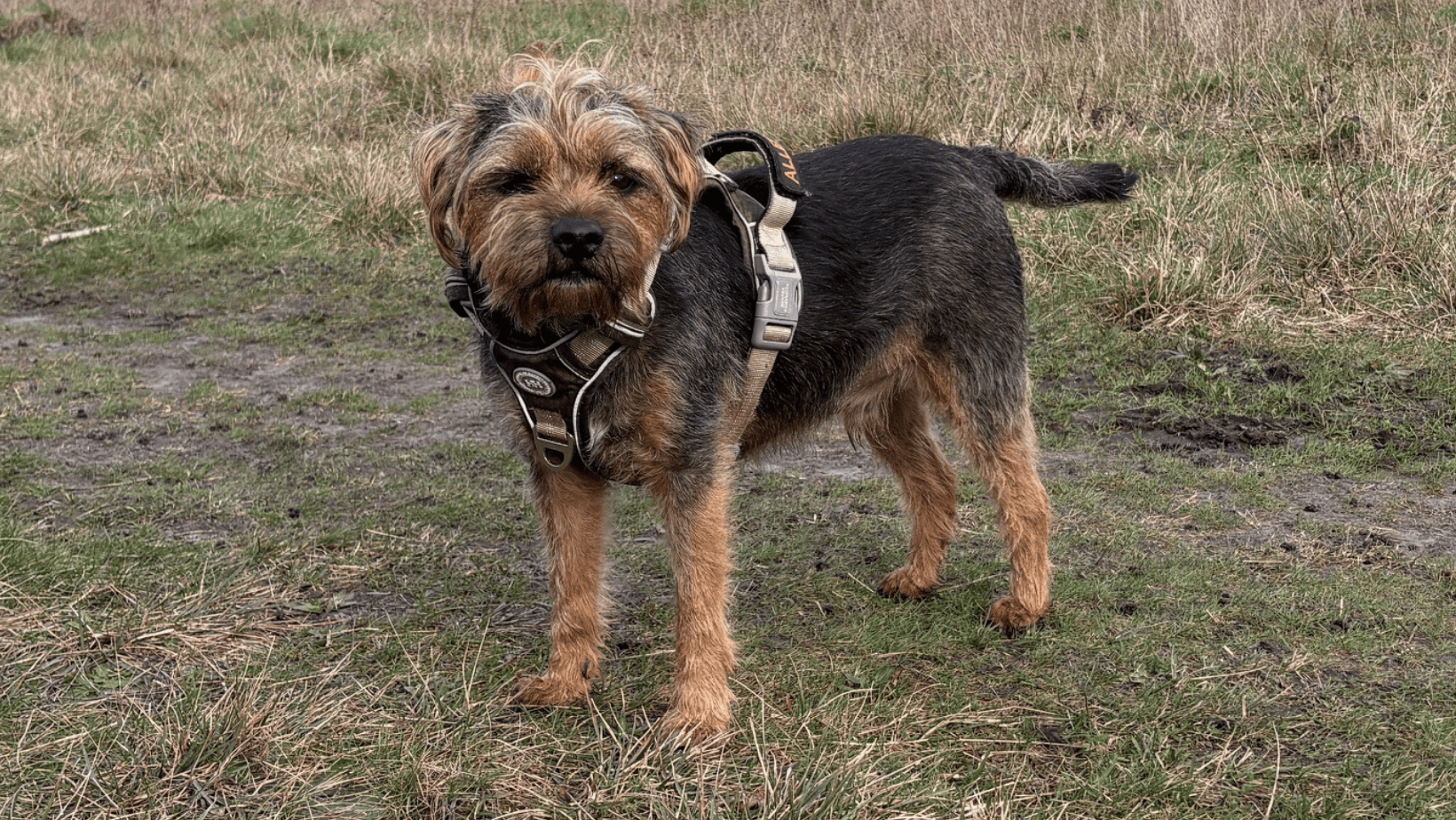 So Your Dog Is Gluten Intolerant. Now What?