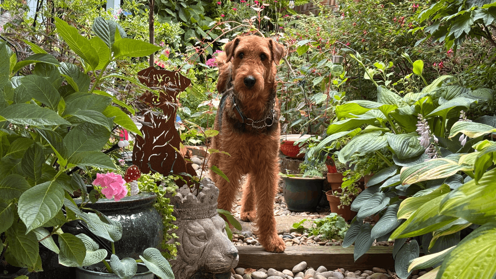 Case Study: Kobie the Airedale