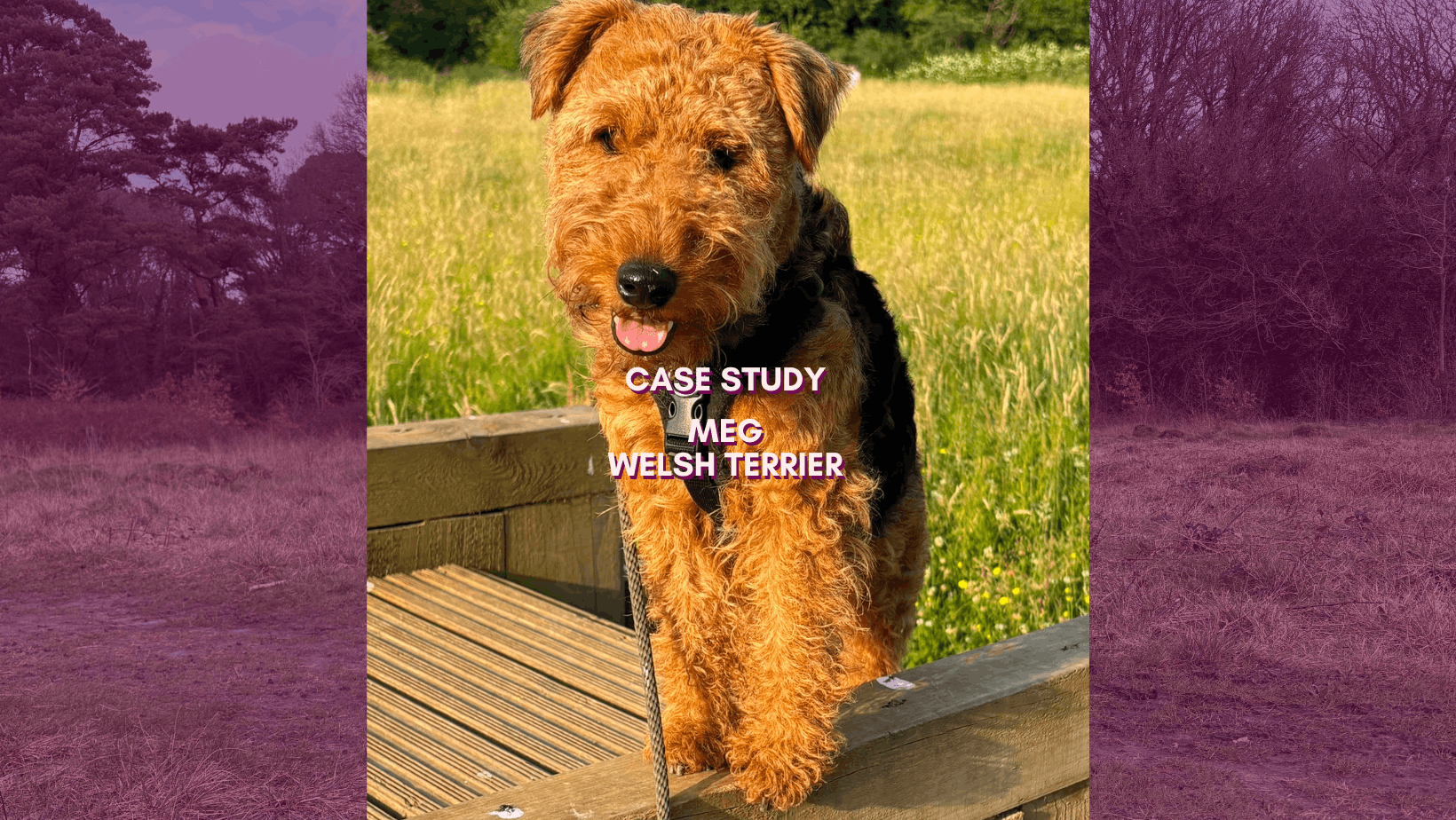 Case Study: Meg the Terrier