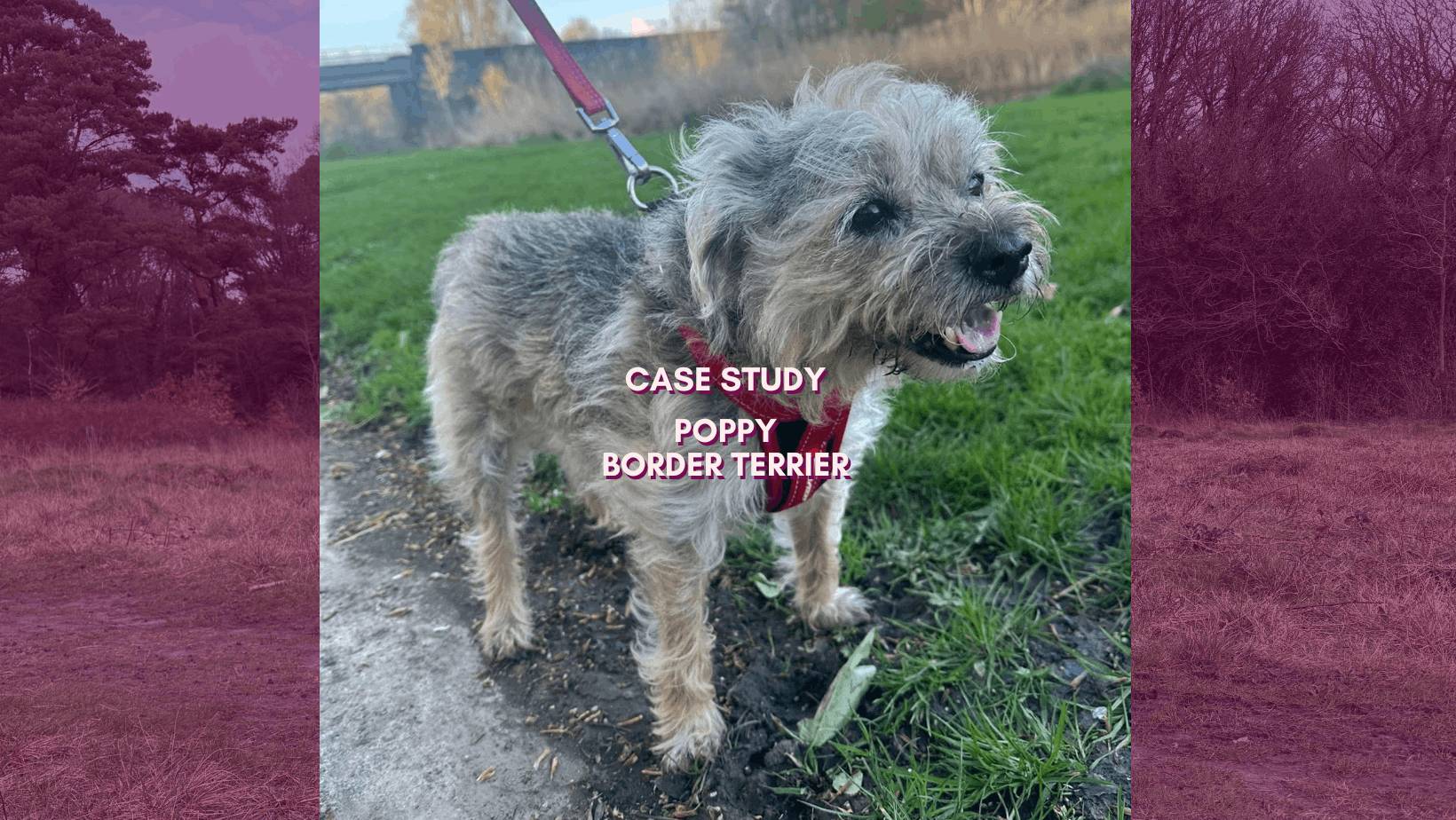 Putting the Pop back into Poppy: Case Study