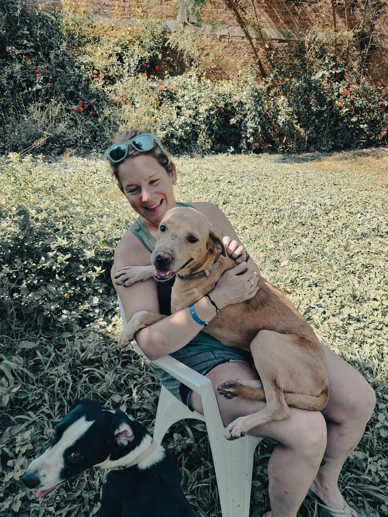 A woman sitting on a white plastic chair outdoors, smiling while holding a tan dog on her lap. A black and white dog sits on the ground nearby, looking to the side. The background features bushes and a brick wall.