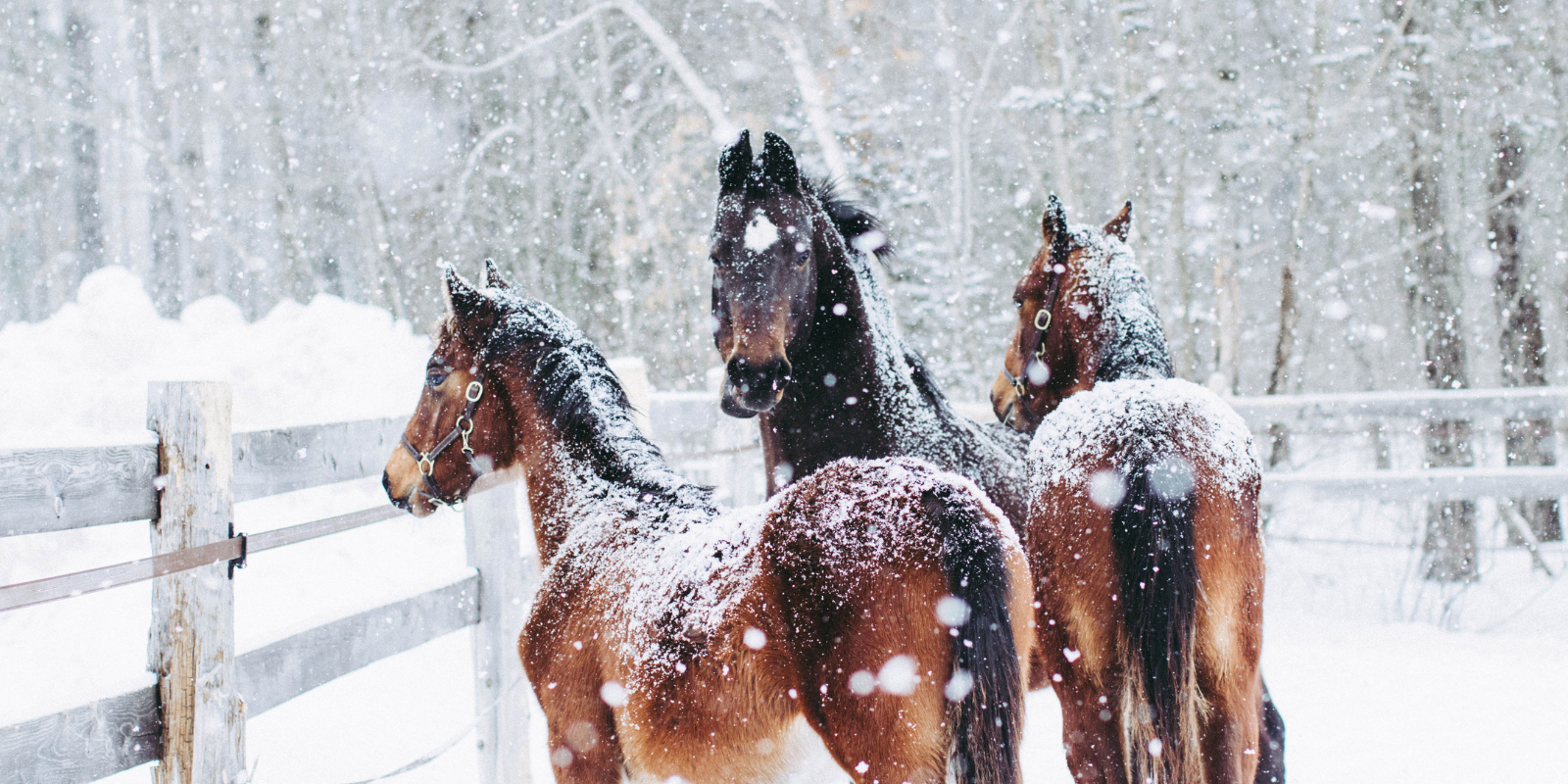 A Season of Compassion: How to Support Rescue Animals During the Holidays