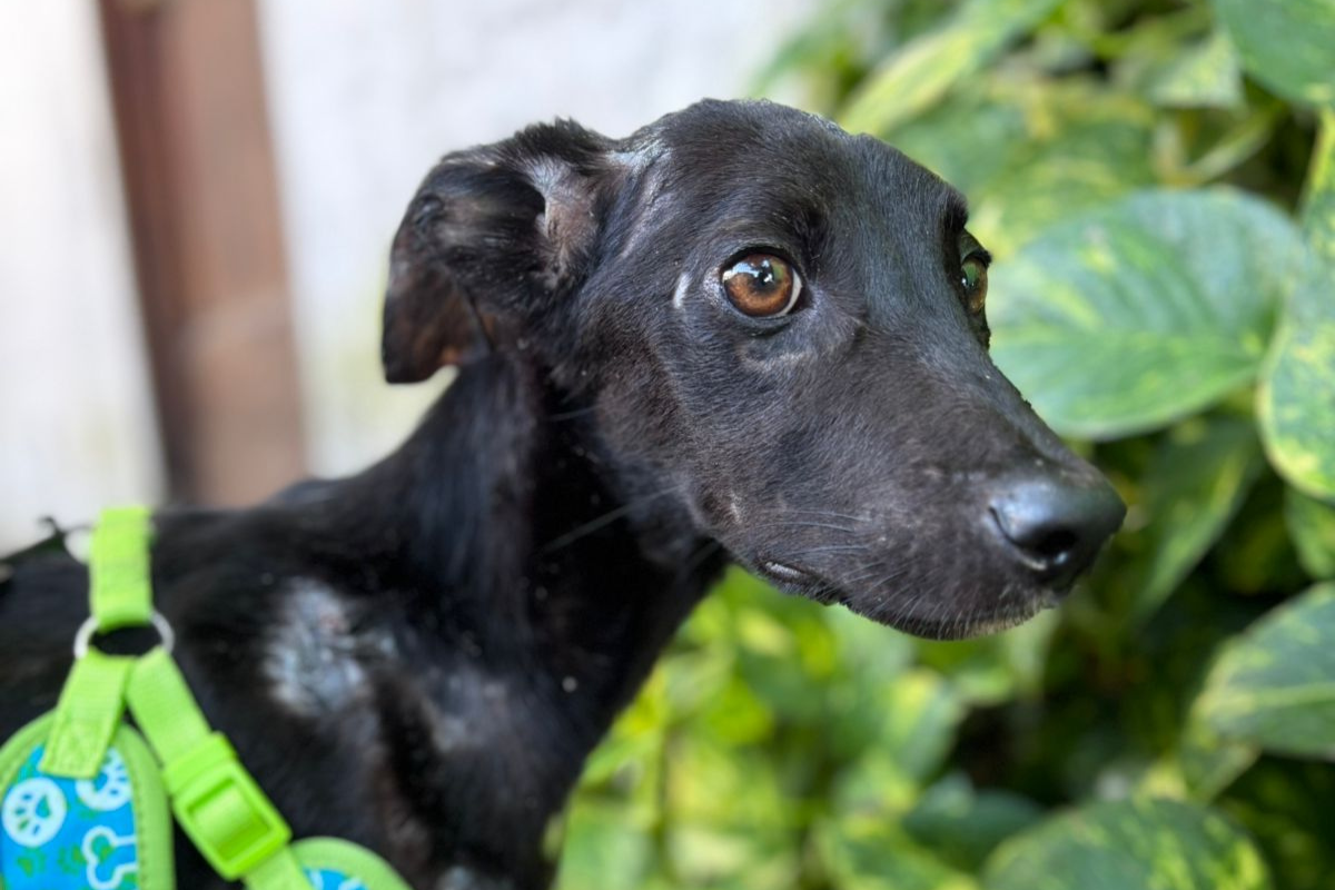 How One Small Dog Sparked a Movement