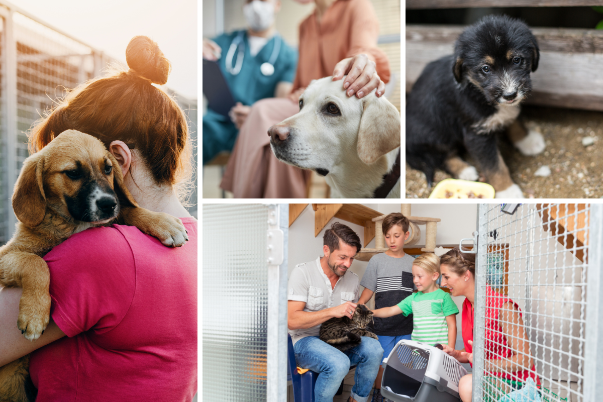 Supporting Rescue Animals