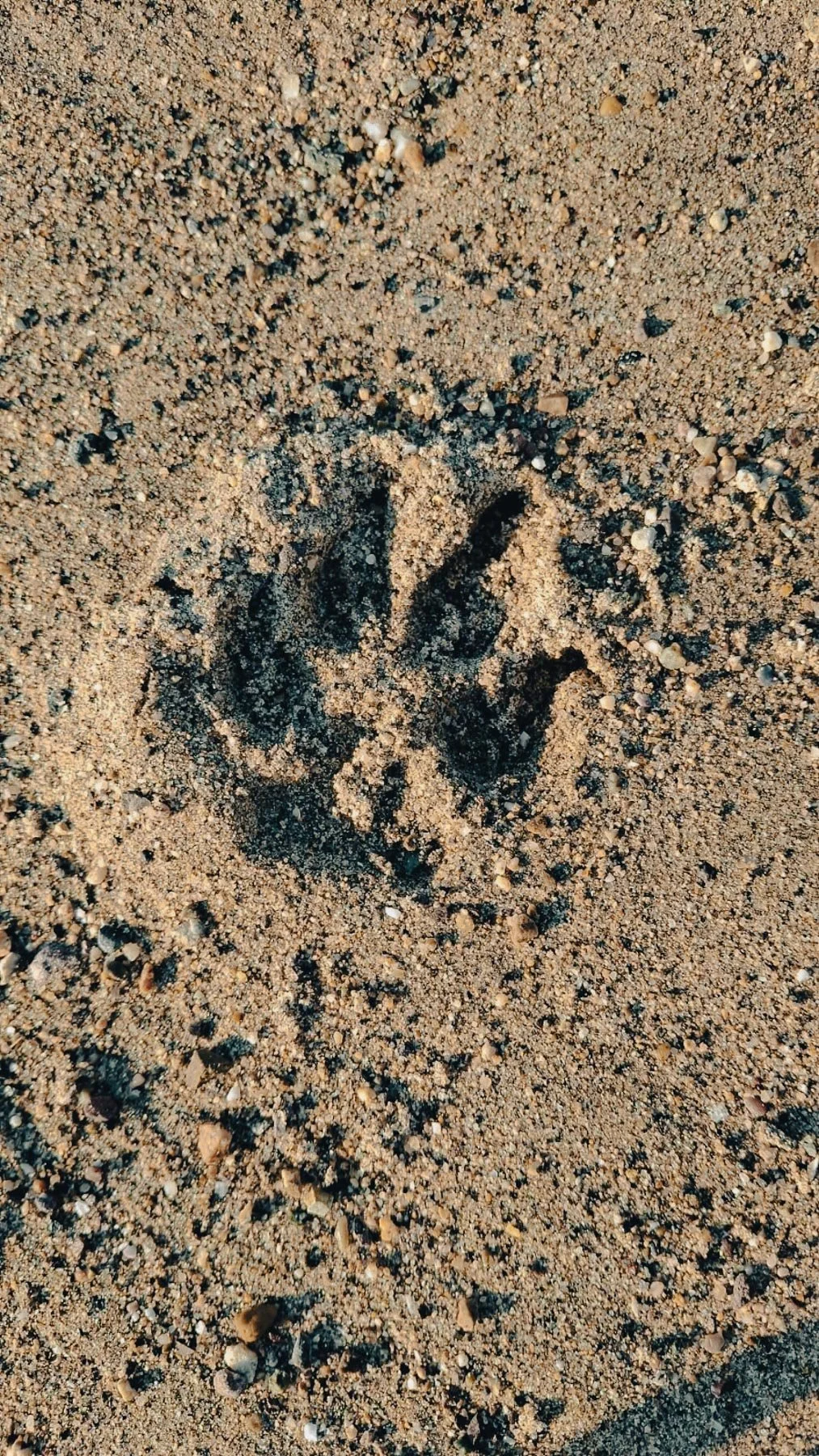 Footprint of a bird or small animal in the sand.
