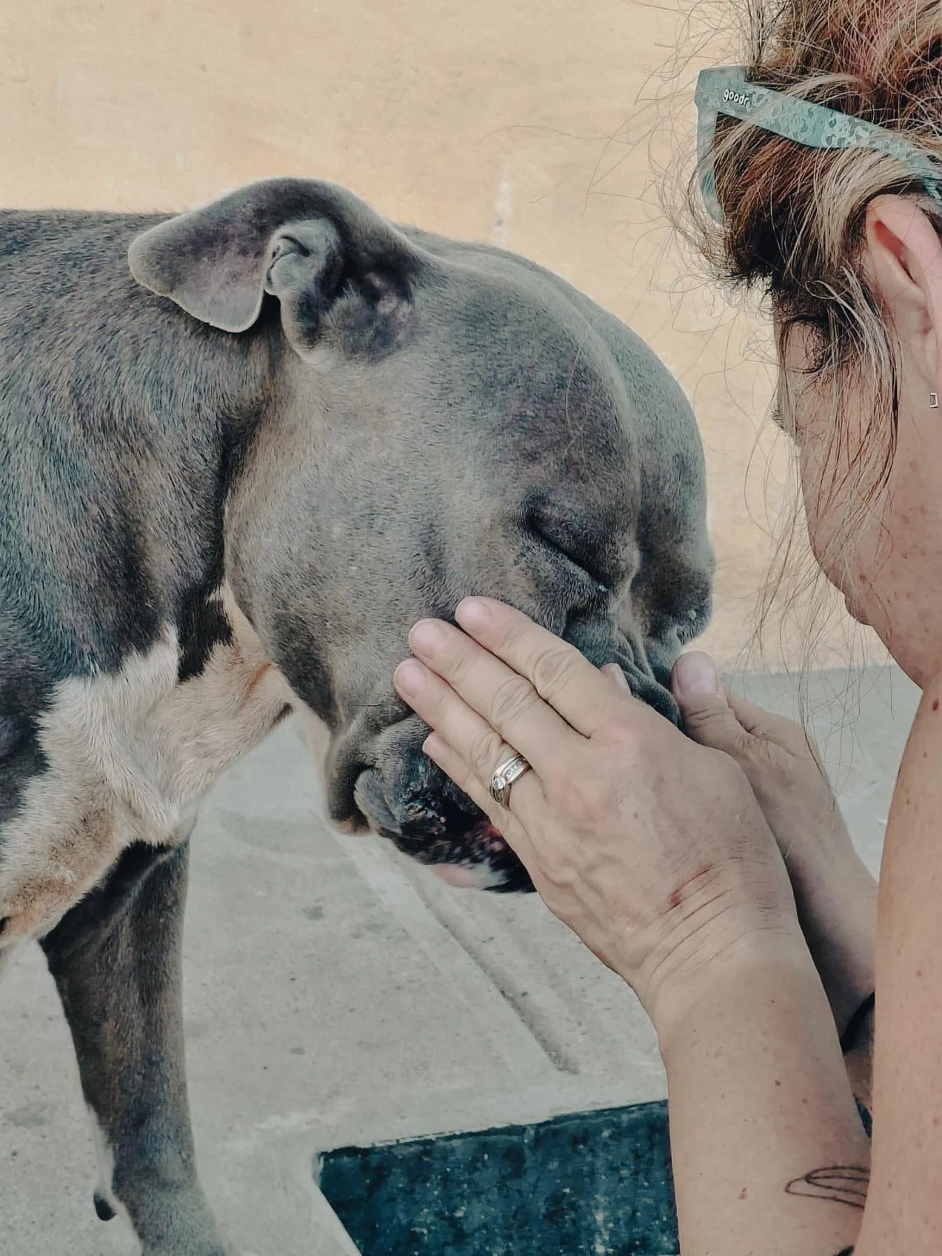 A woman gently touching a dog with her hands, the dog has a short coat and is standing on a concrete surface.