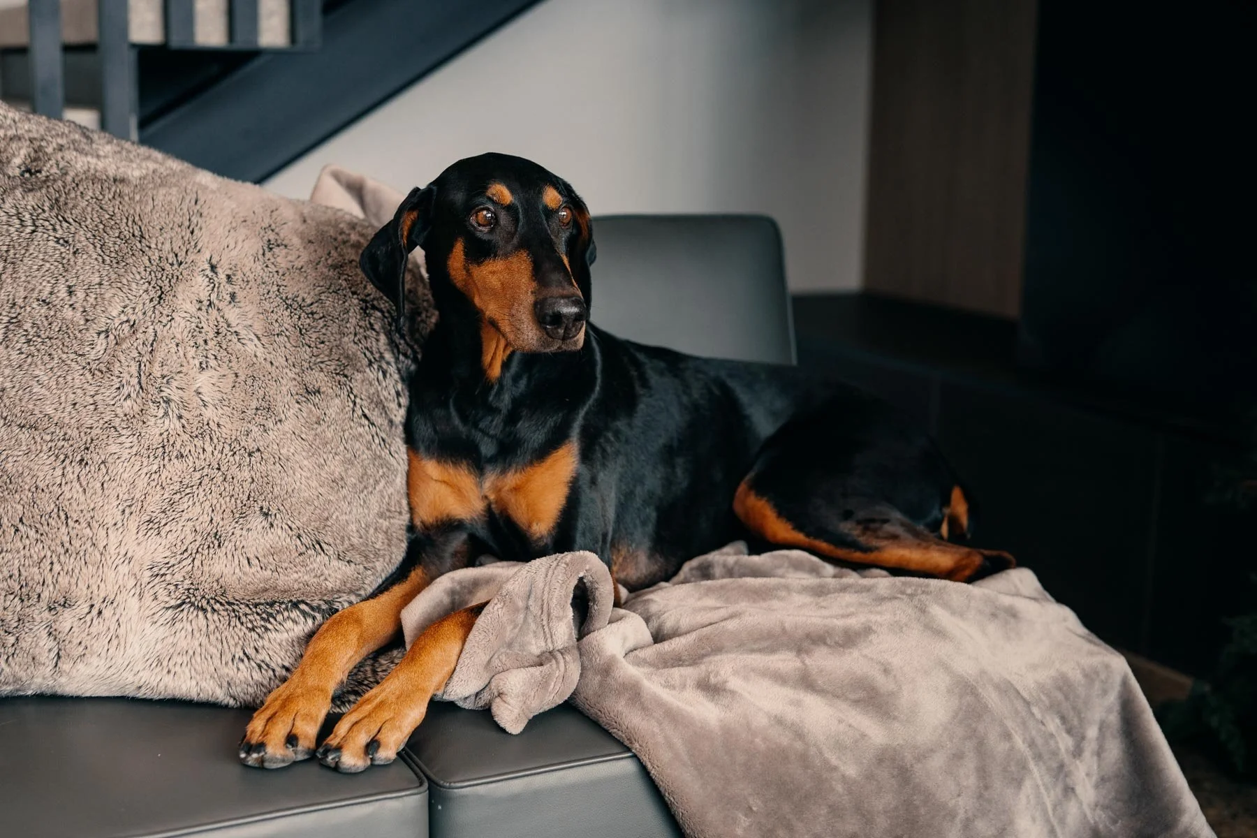 A black and tan mixed breed dog lying on a sofa with a beige blanket and a fluffy pillow.