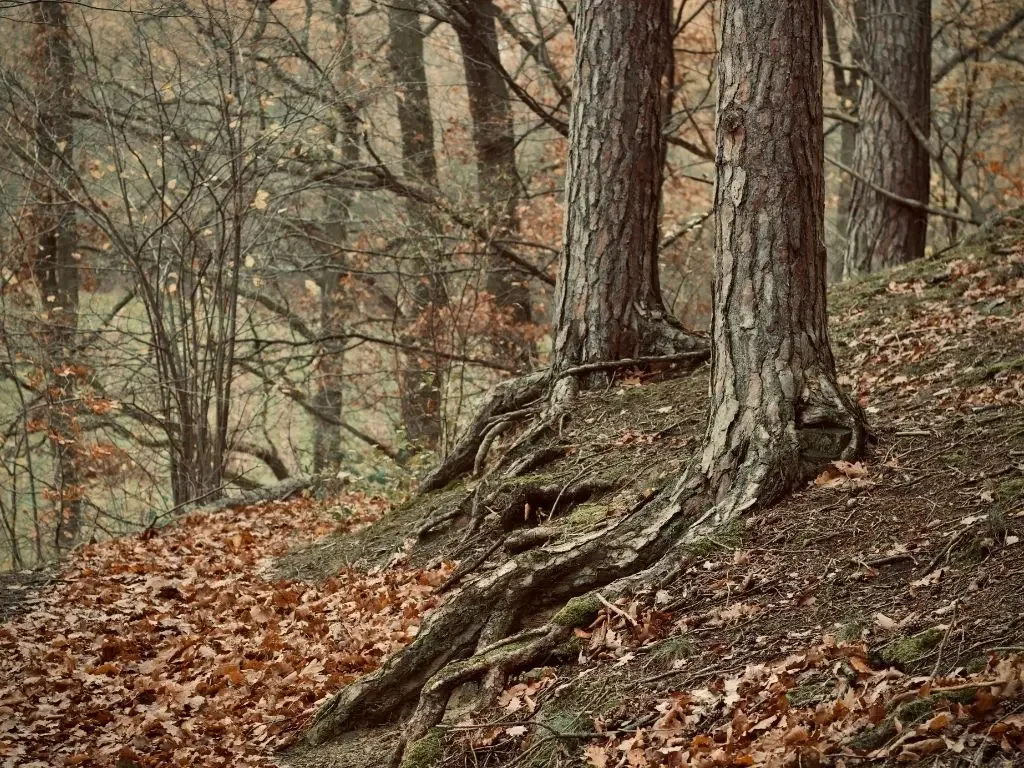 A woodland path crossed by exposed tree roots, with fallen leaves along its edges.