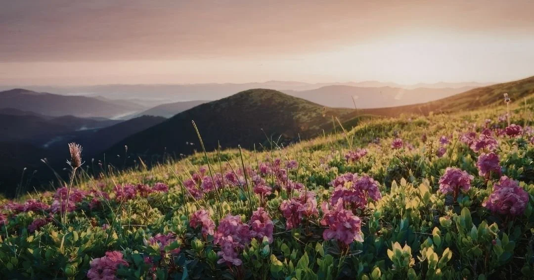 A wide mountain landscape with wildflowers in the foreground and sunlight over distant hills, representing the return from a narrowed field of attention to a wider view.