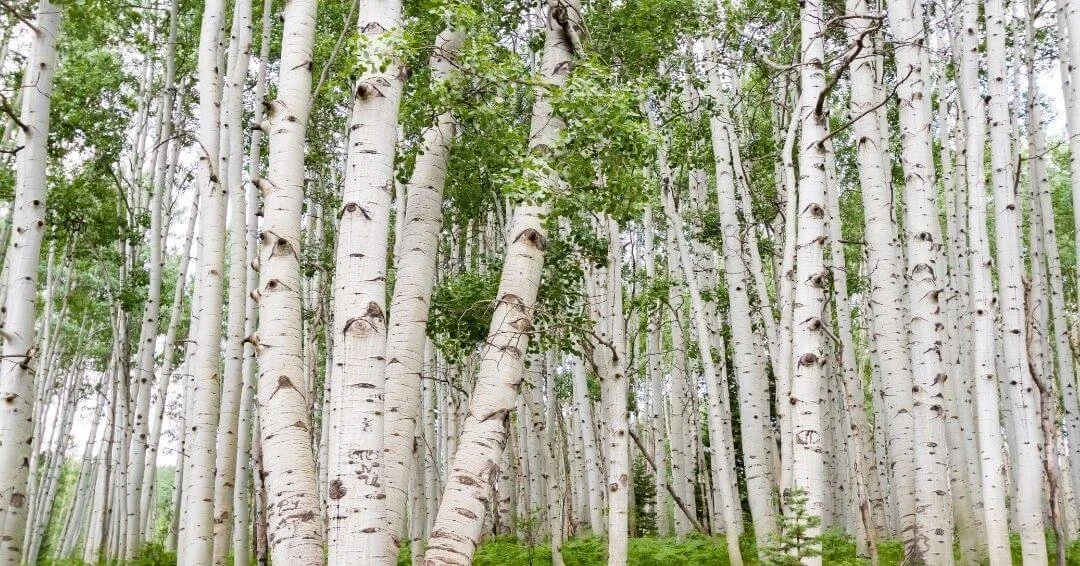 An image of an aspen grove signaling team dynamics