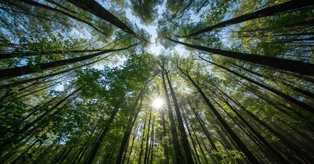 Looking up through forest canopy
