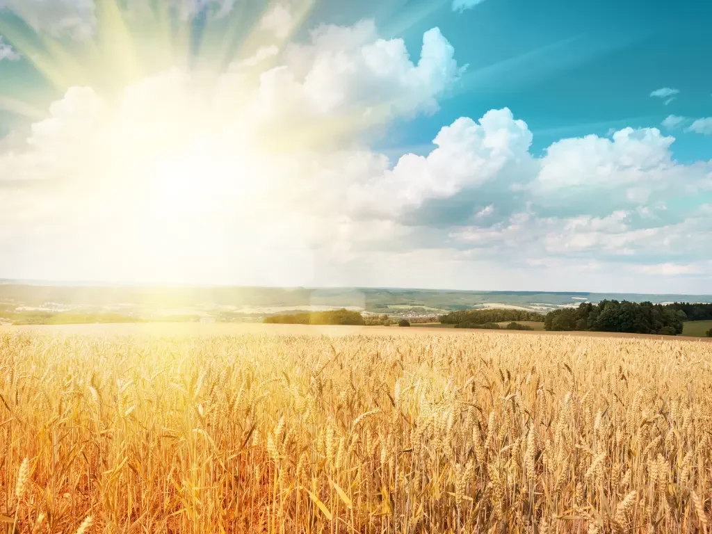 Wheat field at sunrise ready for harvest