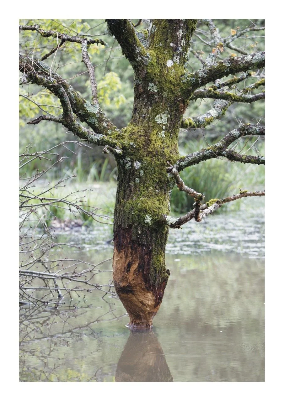 Beaver tree Large.jpeg