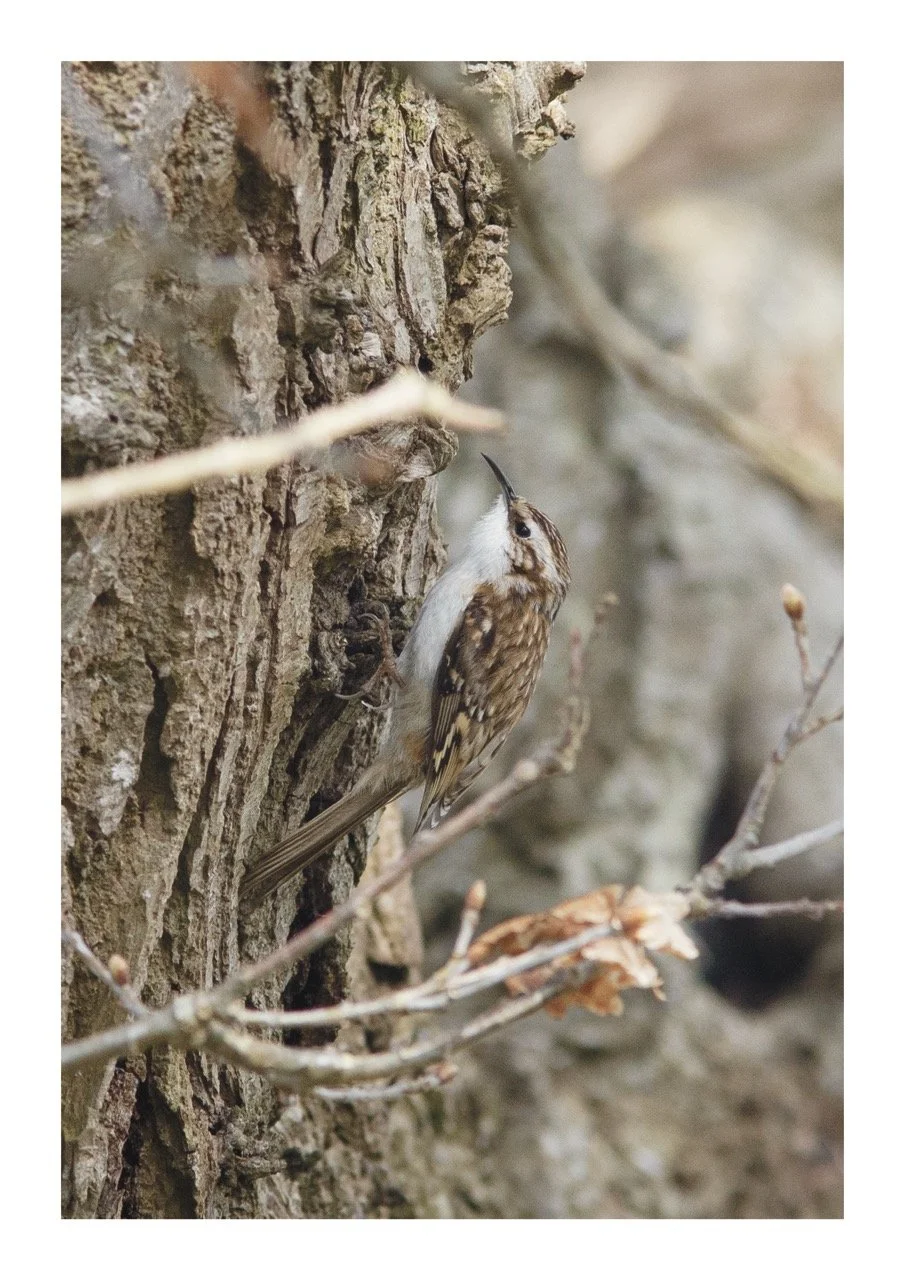 Tree Creeper Large.jpeg