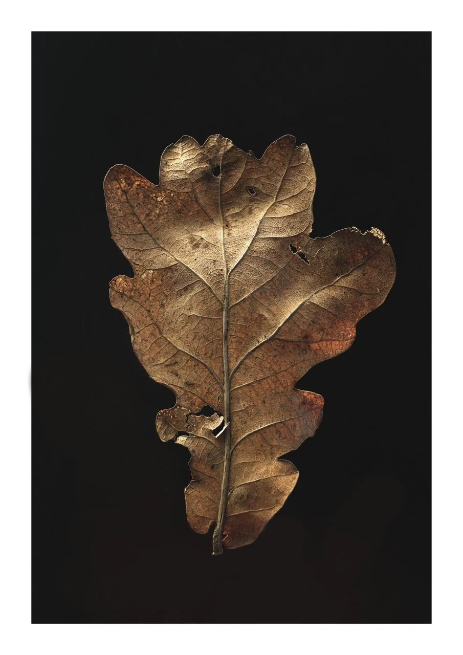 Dead leaf Large.jpeg