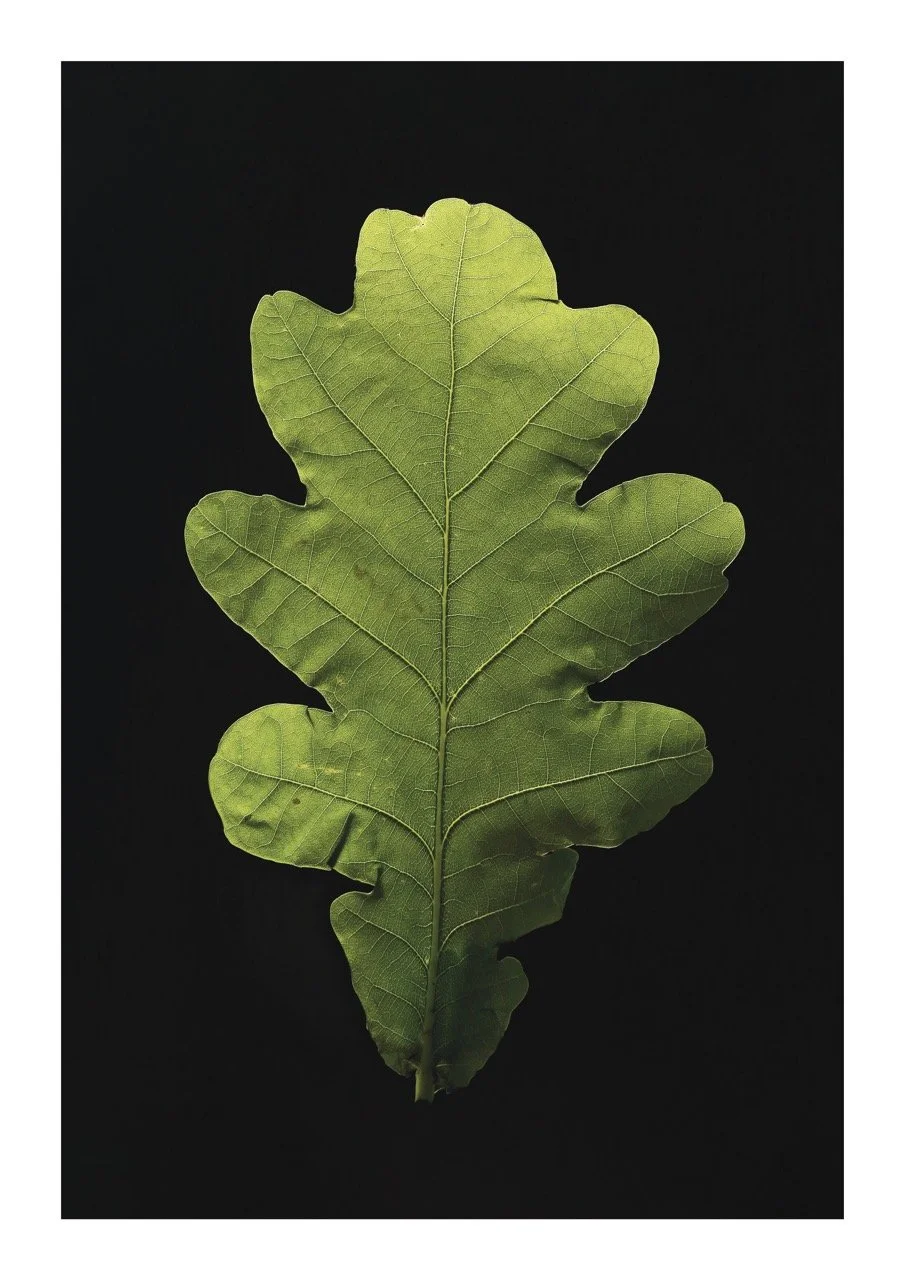 Alive leaf Large.jpeg