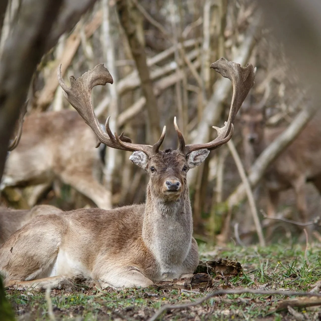 Portrait of British Rewilding