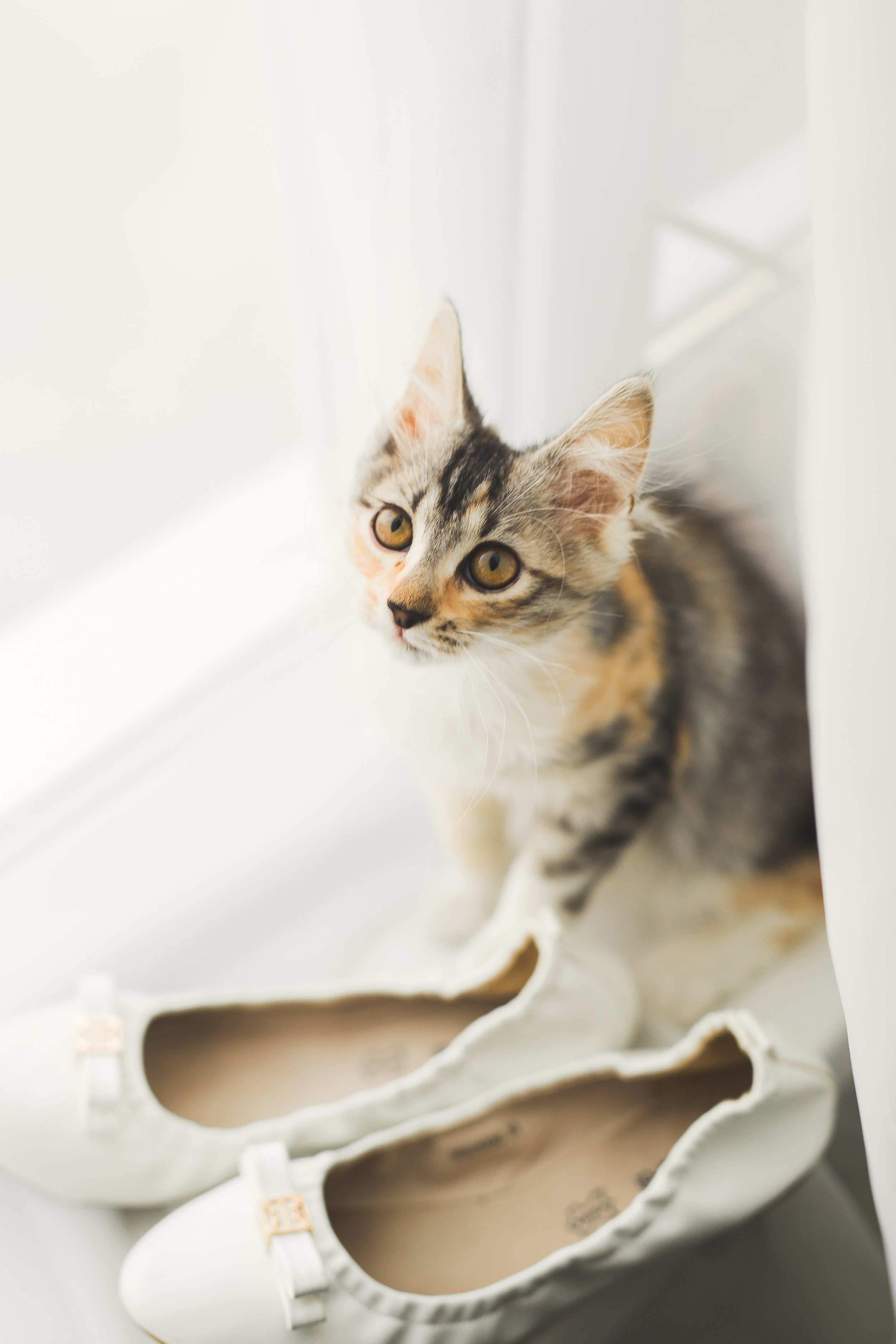 087838692-golden-wedding-cat-window-shoe.jpeg