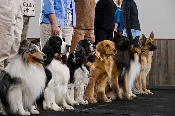 Six dogs of various breeds sitting in a row inside a building, with people standing behind them.