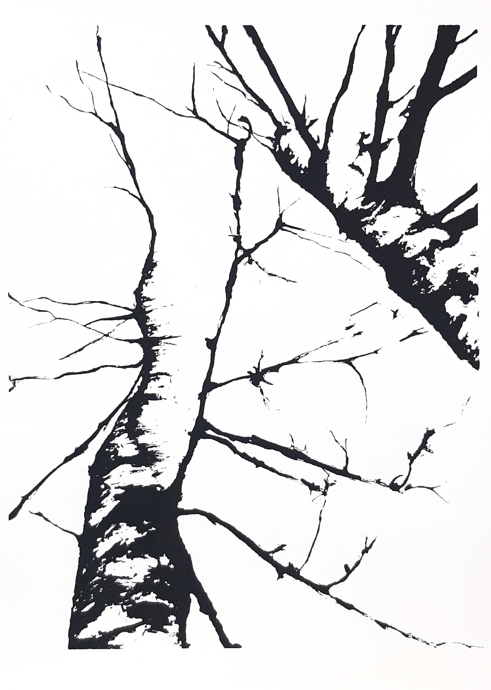 Schwarz-weißer Siebdruck eines Birkenstamms mit verzweigten Ästen, grafisch reduziert und kontrastreich umgesetzt.
