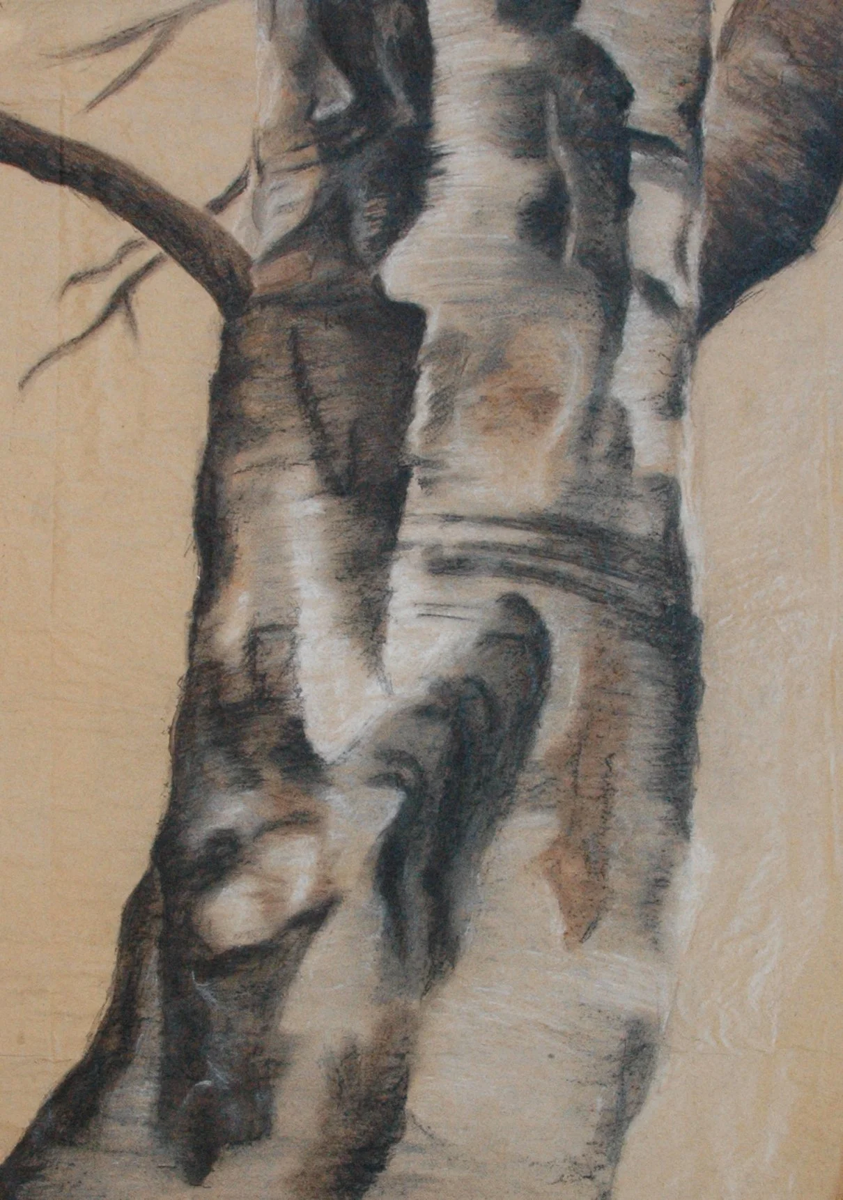 Birke auf Packpapier * ca. 80 x 88 cm