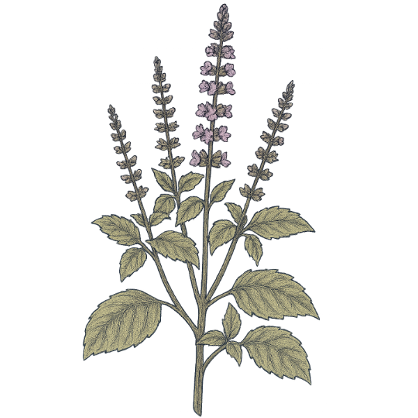 Vintage-style botanical illustration of the Tulsi plant with light purple flower spikes and soft green leaves, representing a calming adaptogenic herb used in XALYA Calm The Change Tea.