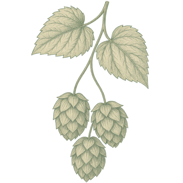 Vintage botanical illustration of the hops plant with three cone-shaped flowers and serrated leaves, representing the calming and sleep-supportive herb in XALYA Calm The Change Tea.