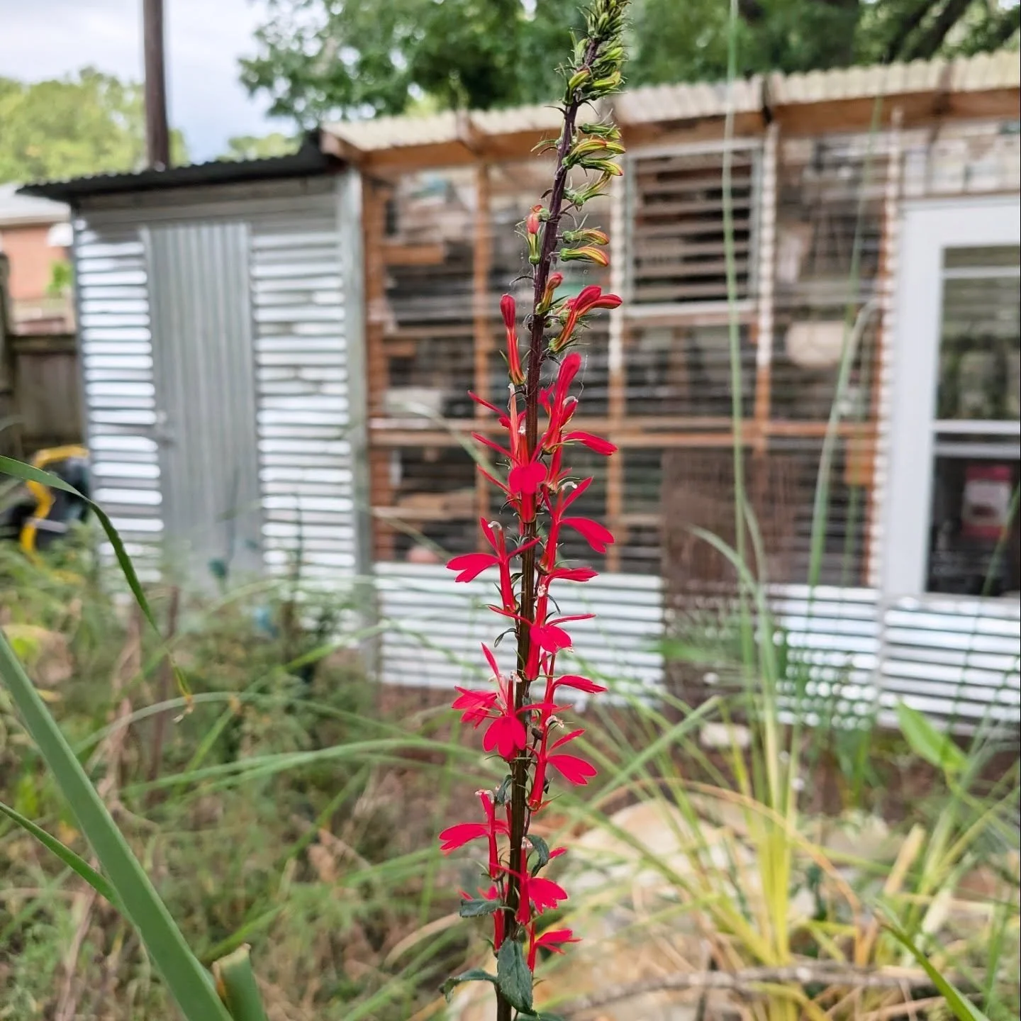 September isn't quitting just yet.
I've got the broccoli, collards and Chard ready to take over, but not before the last of the late summer goodness is done.