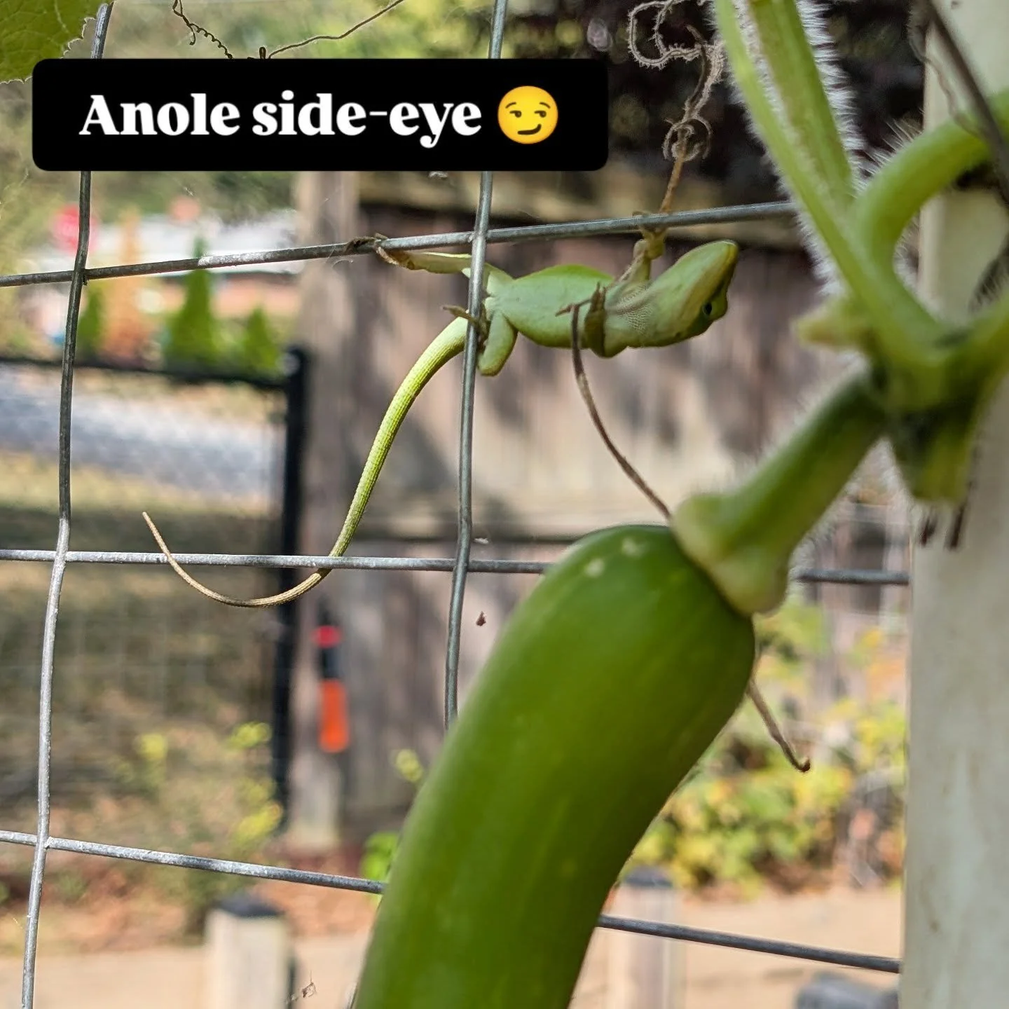 Checking on the trombocinos, this little guy was just creeping behind some leaves, checking me out. 🦎

#gardeninspiration #naturelovers #anole #lizard #squash