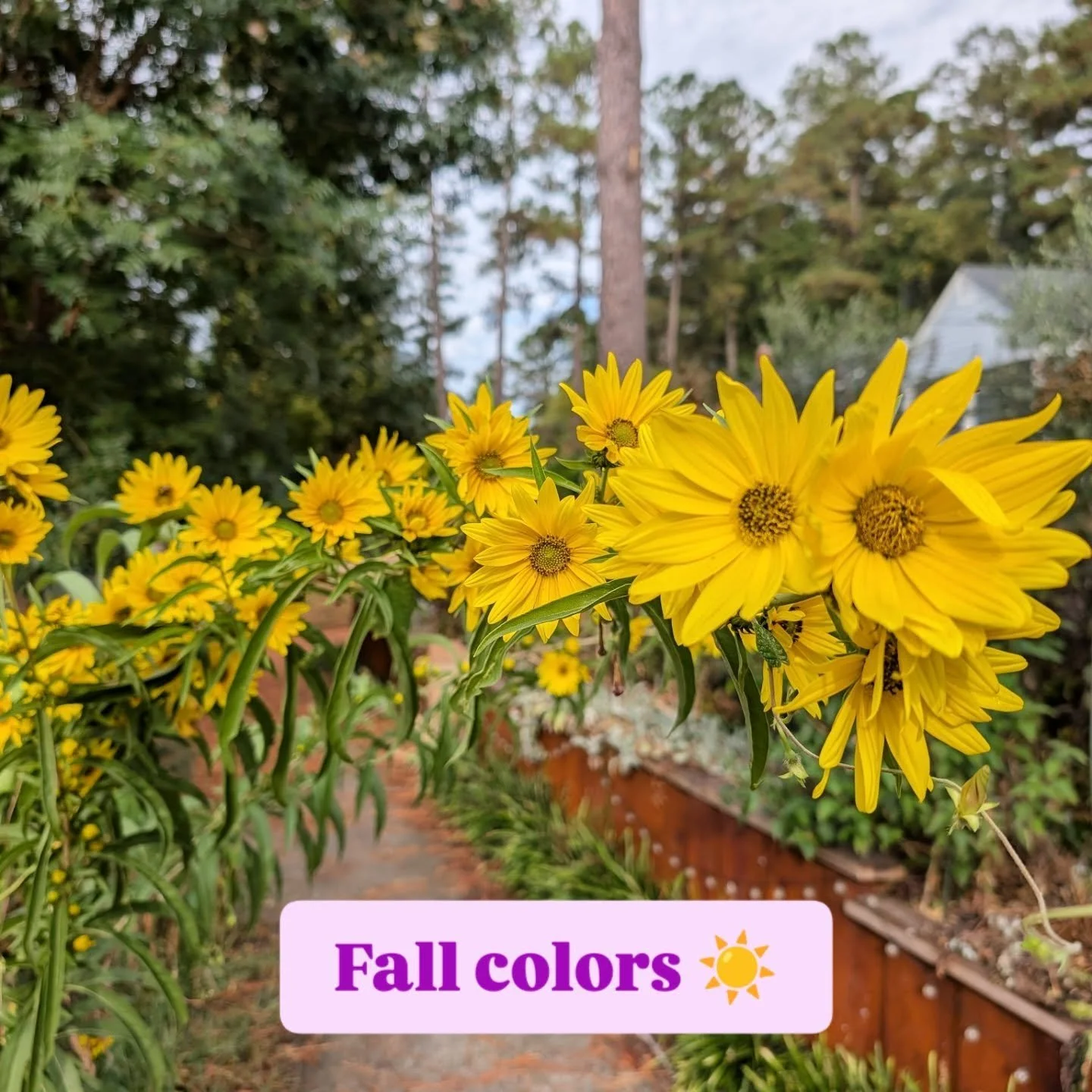 Spring is fun, and summer is lush, but fall always POPS with all the blight purple asters and yellow swamp sunflowers and goldenrod. I look forward to the aster fireworks all year.