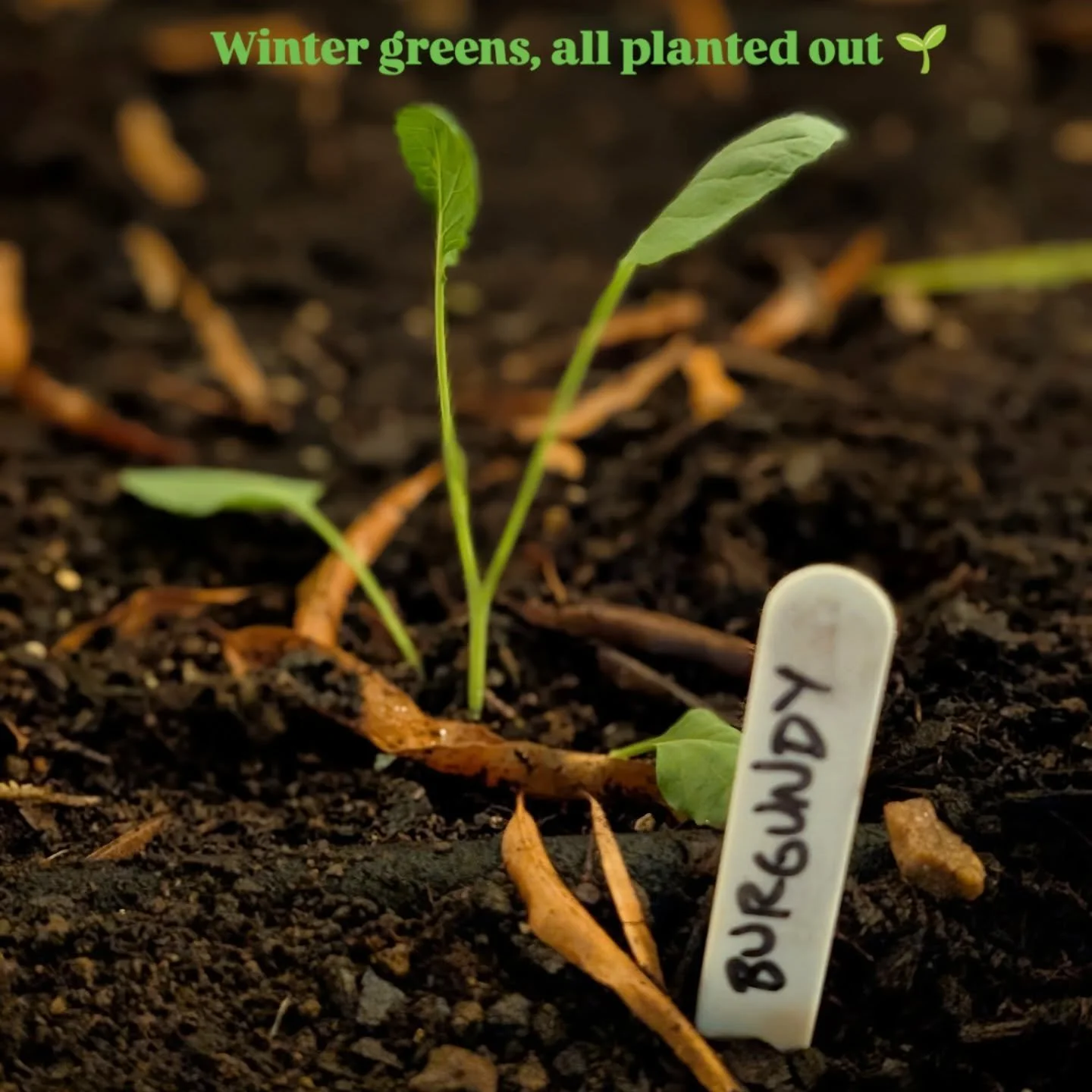 *Finally* got my broccoli, Chard, and collard seedlings out of the greenhouse yesterday, with the help of my amazing sister. 

I forget how much faster things go with a second pair of hands. It is delightful. 

#gardeningtips #vegetablegrowing #siste