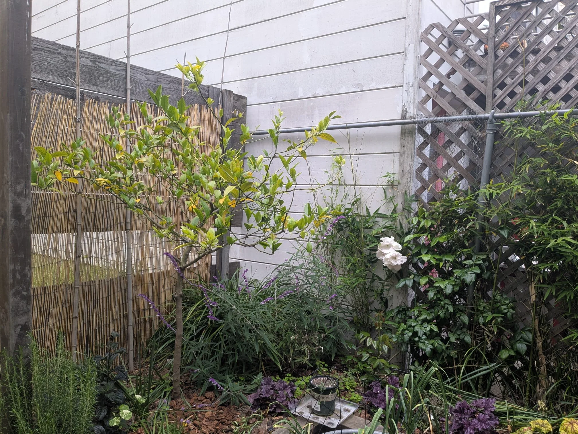 Side 1 + 2 corner, growing nicely!