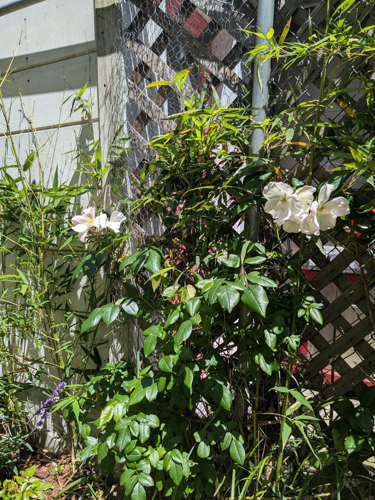Side 2 corner detail, climbing rose in bloom with bamboo