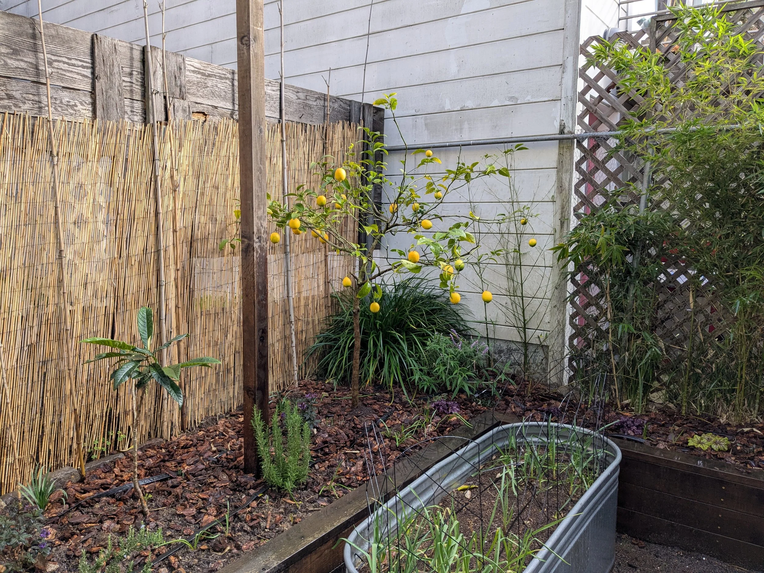 Side 1 + 2 corner, freshly planted