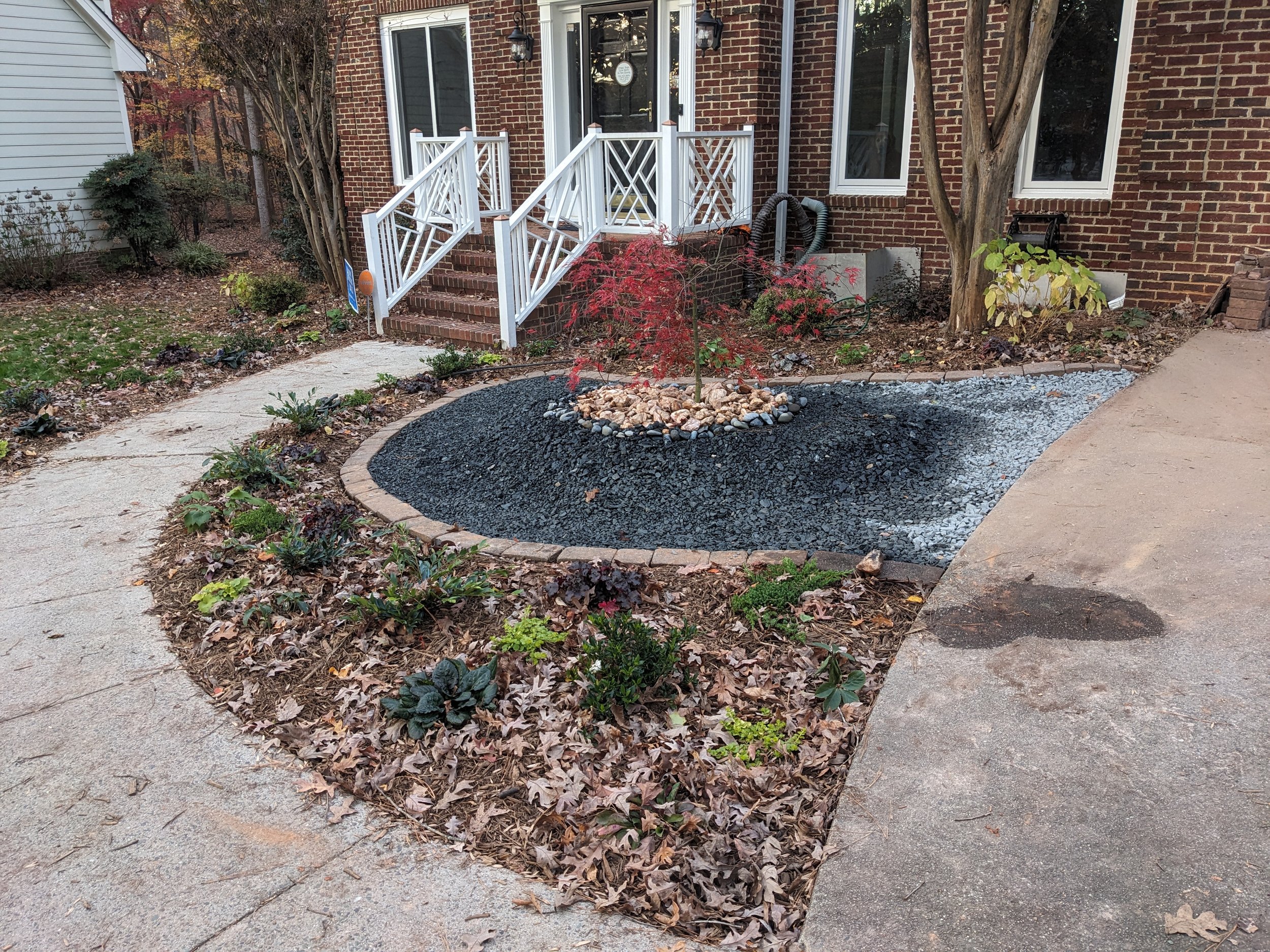 Zone 1+2 Japanese Maple 