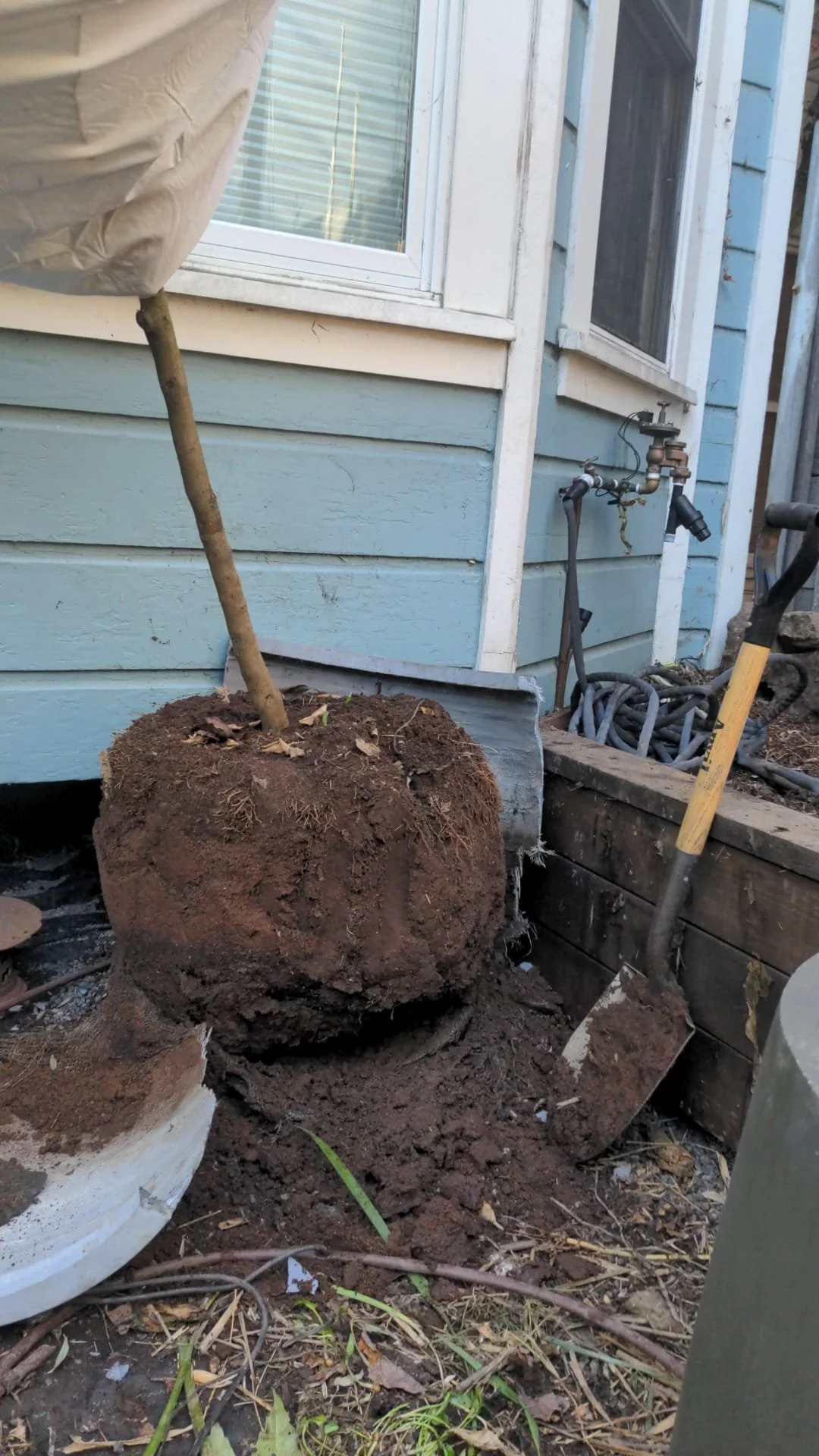 Lemon tree root ball